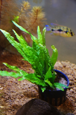 ハイグロ ピナティフィダ 'ロゼウス'