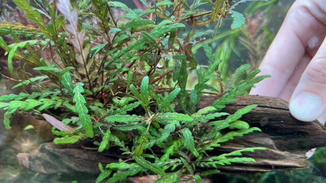 ハイグロ ピナティフィダ 'UK'