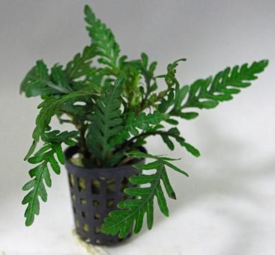 ハイグロ ピナティフィダ