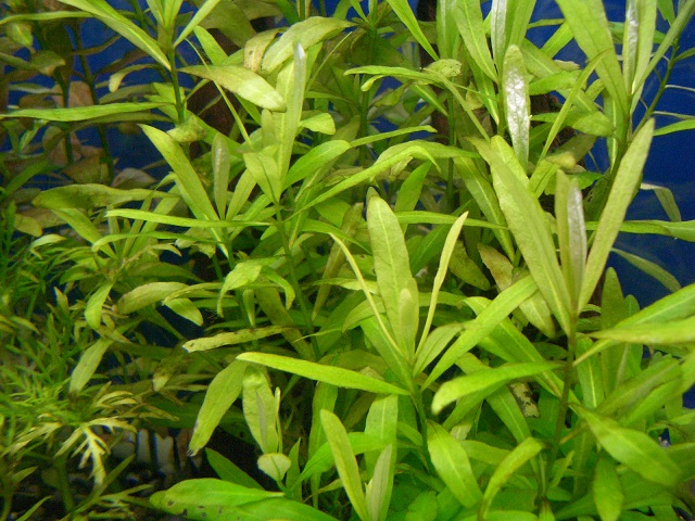 ハイグロ ポリスぺルマ 'BIG LEAF'