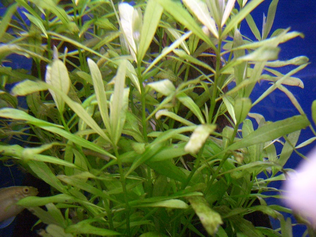 ハイグロ ポリスペルマ