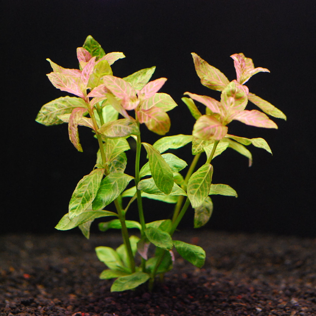 ハイグロ ロザエ アウストラリス