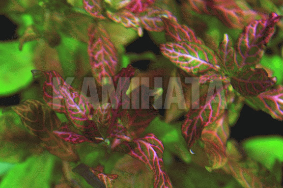 ハイグロ ロザエネルビス