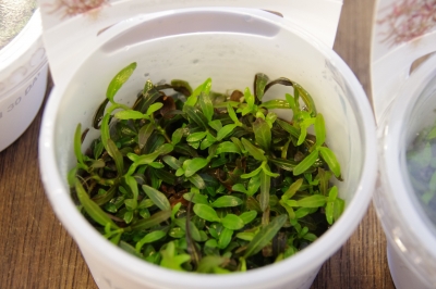 ハイグロ sp. アラグアイ