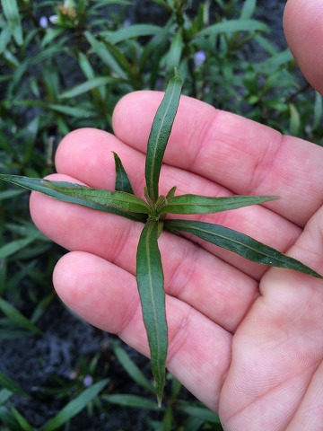 ハイグロフィラ ラクストリス