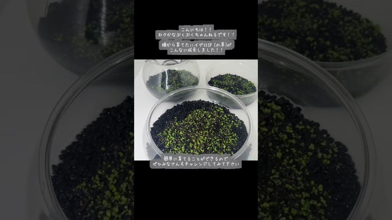 ハイグロsp. チェリーリーフ