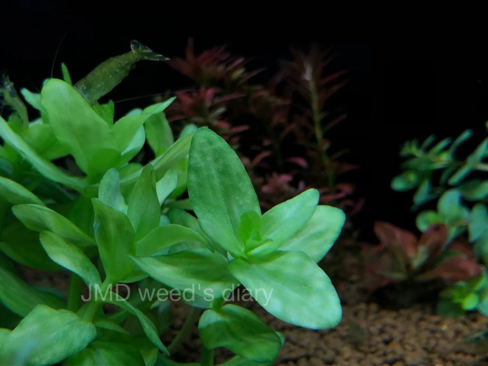 バコパ カロリニアーナ 'イエローフレーム'