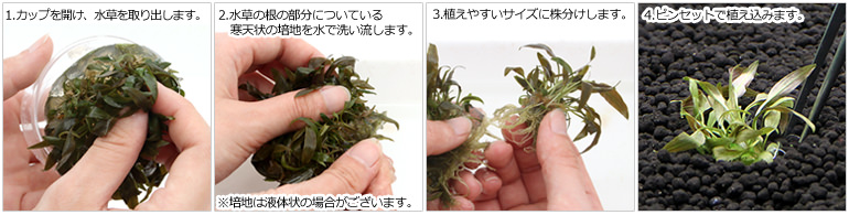 バコパ サルツマニー パープル