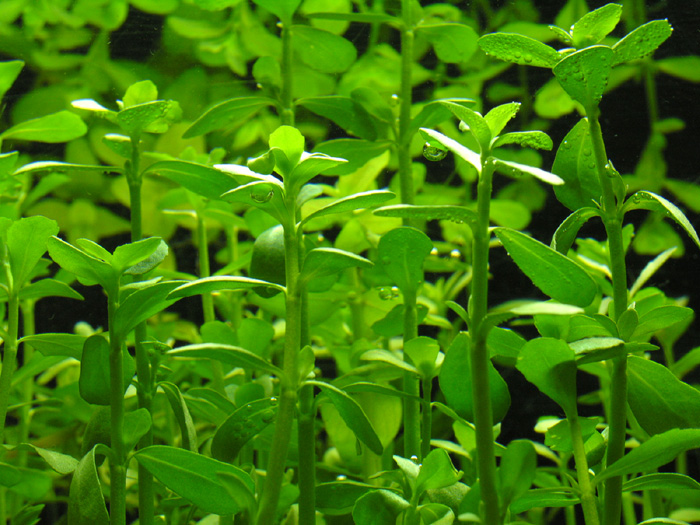 バコパ モンニエリ