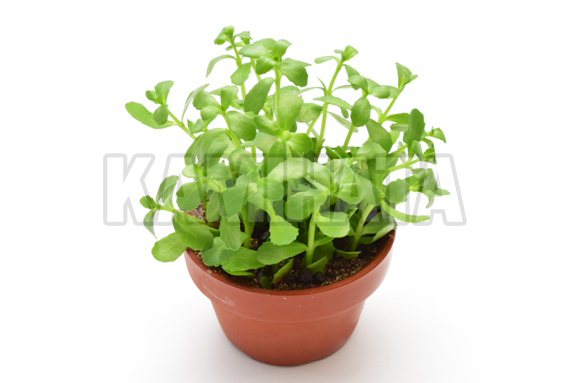 バコパモンニエリ プラチナム