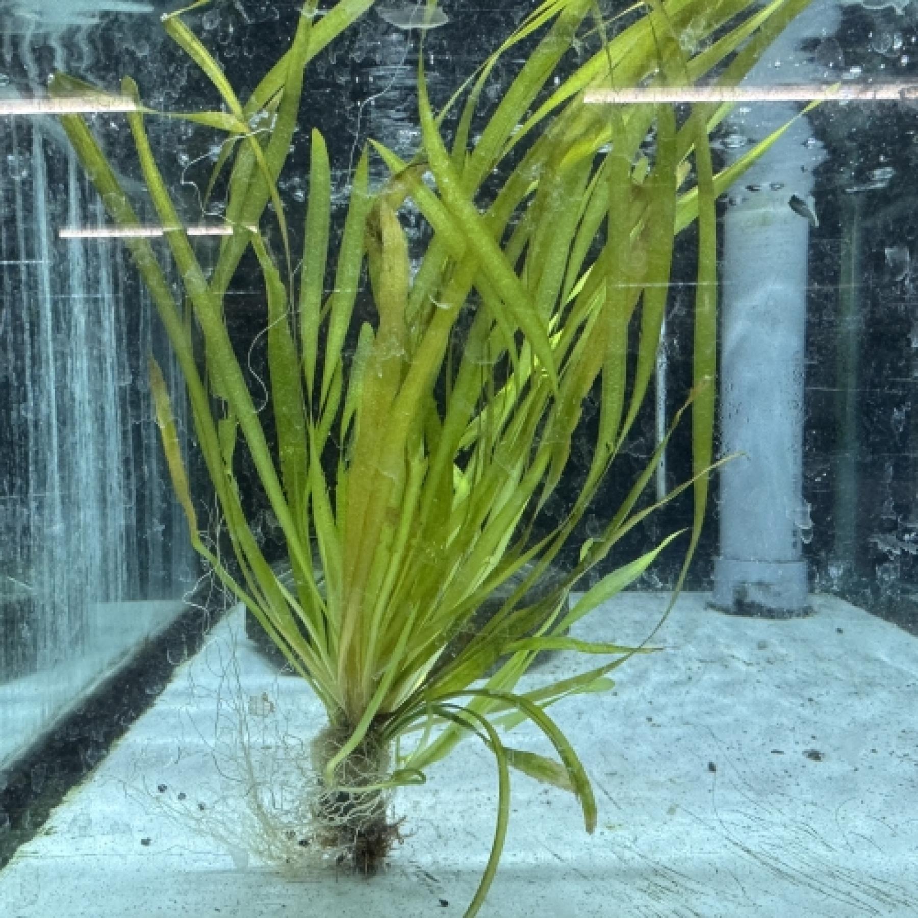 バリスネリア スピラリス