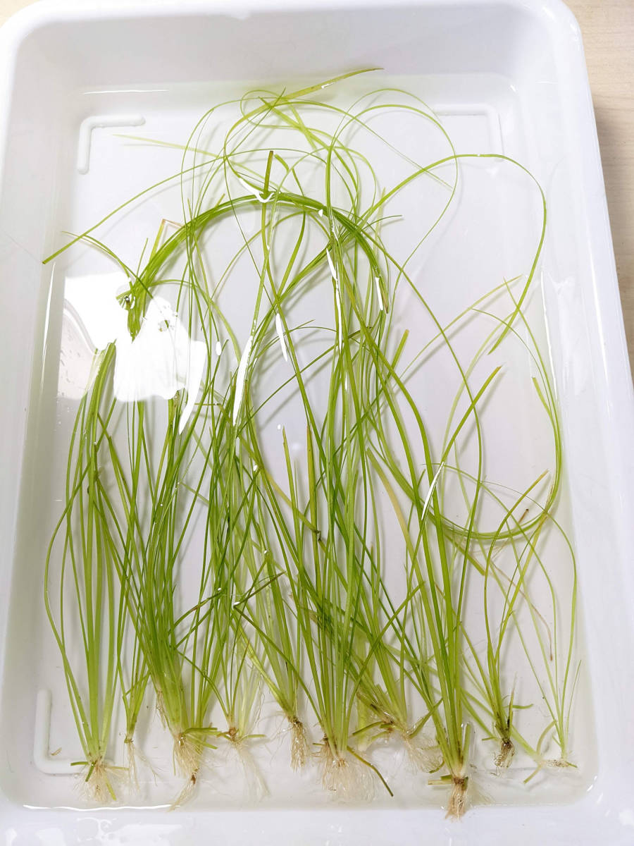 バリスネリア ナナ