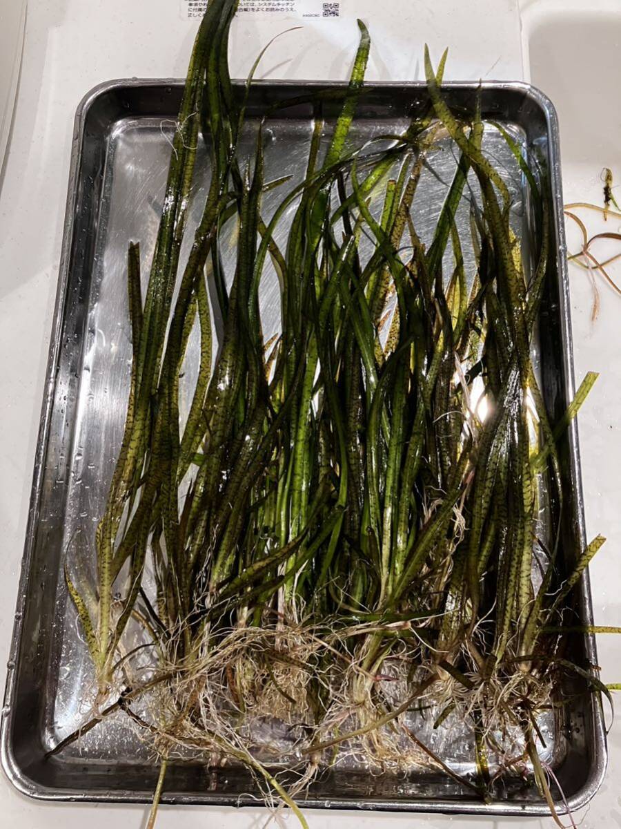 バリスネリア ヤコブシィ