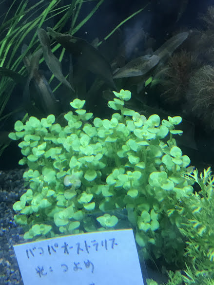 バリスネリア ルブラ 'セルパンタ'