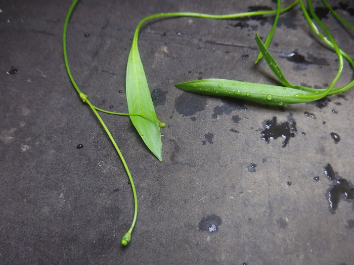 バルデリア ラヌンクロイデス