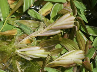 ヒグロリザ アリスタータ