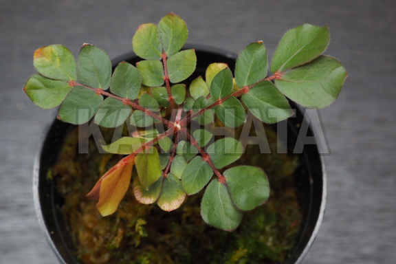 ビオフィツム ソウクピイ