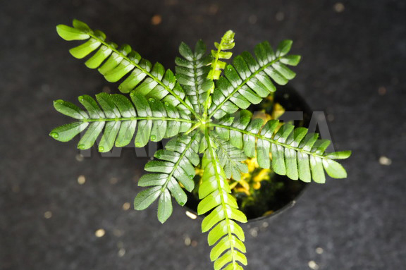 ビオフィツム sp.