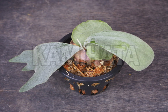 ビカクシダ ウィリンキィ ナノ