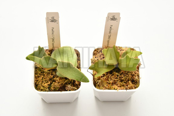 ビカクシダ ウィリンキィ レオニダス