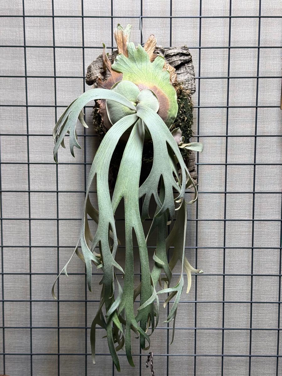 ビカクシダ ウィリンキィ OMG