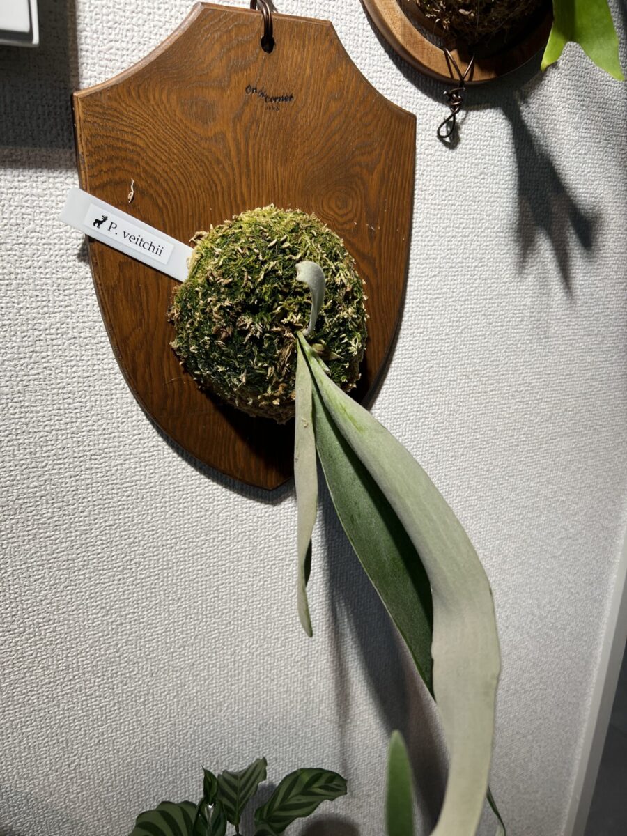 ビカクシダ ベイチー アーバンリバー