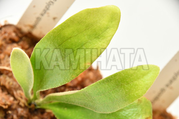 ビカクシダ 清姫