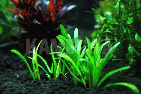 ピグミーチェーンサジタリア