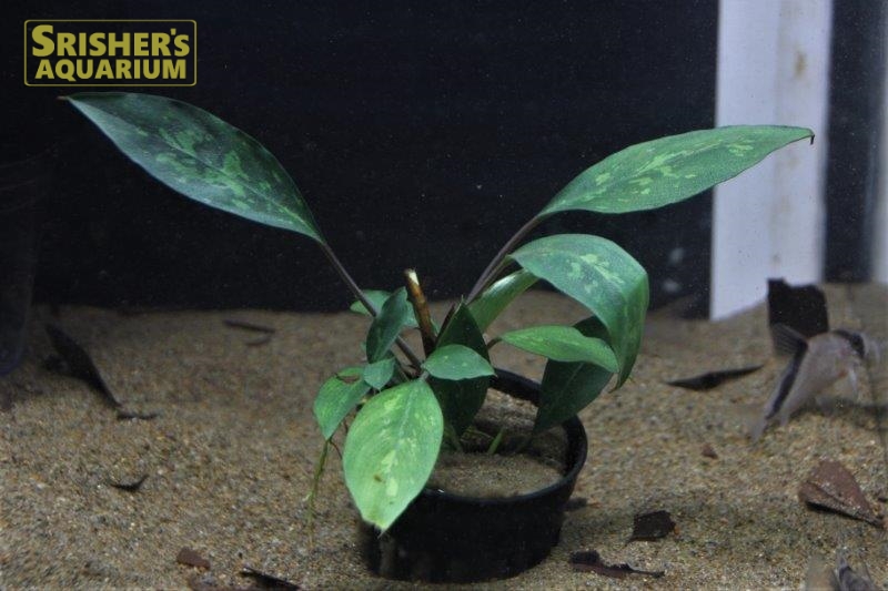 ピプトスパサ sp. cf. リドレィ