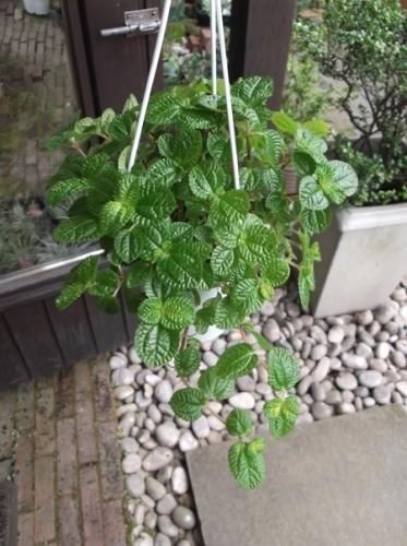 ピレア ヌンムラリフォリア