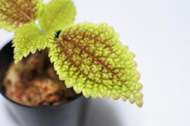 ピレア ムーンバレー