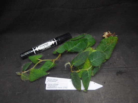 フィカス ビローサ