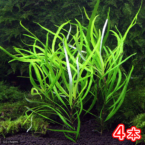 フィカス sp. ナローリーフ