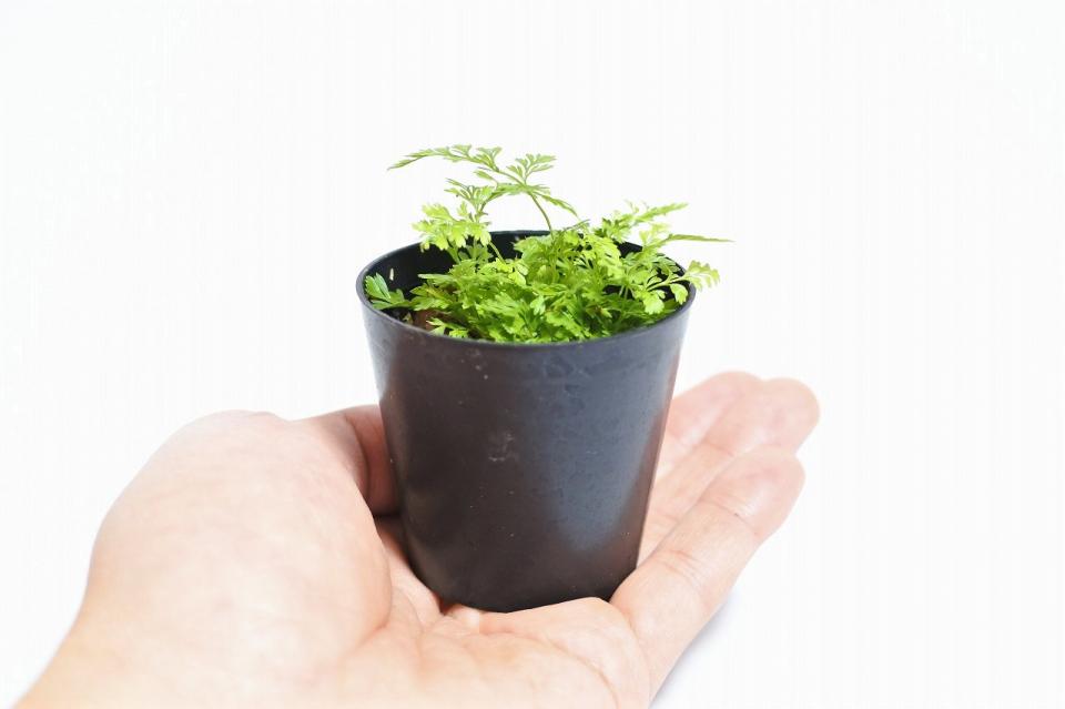 フィジーシノブ