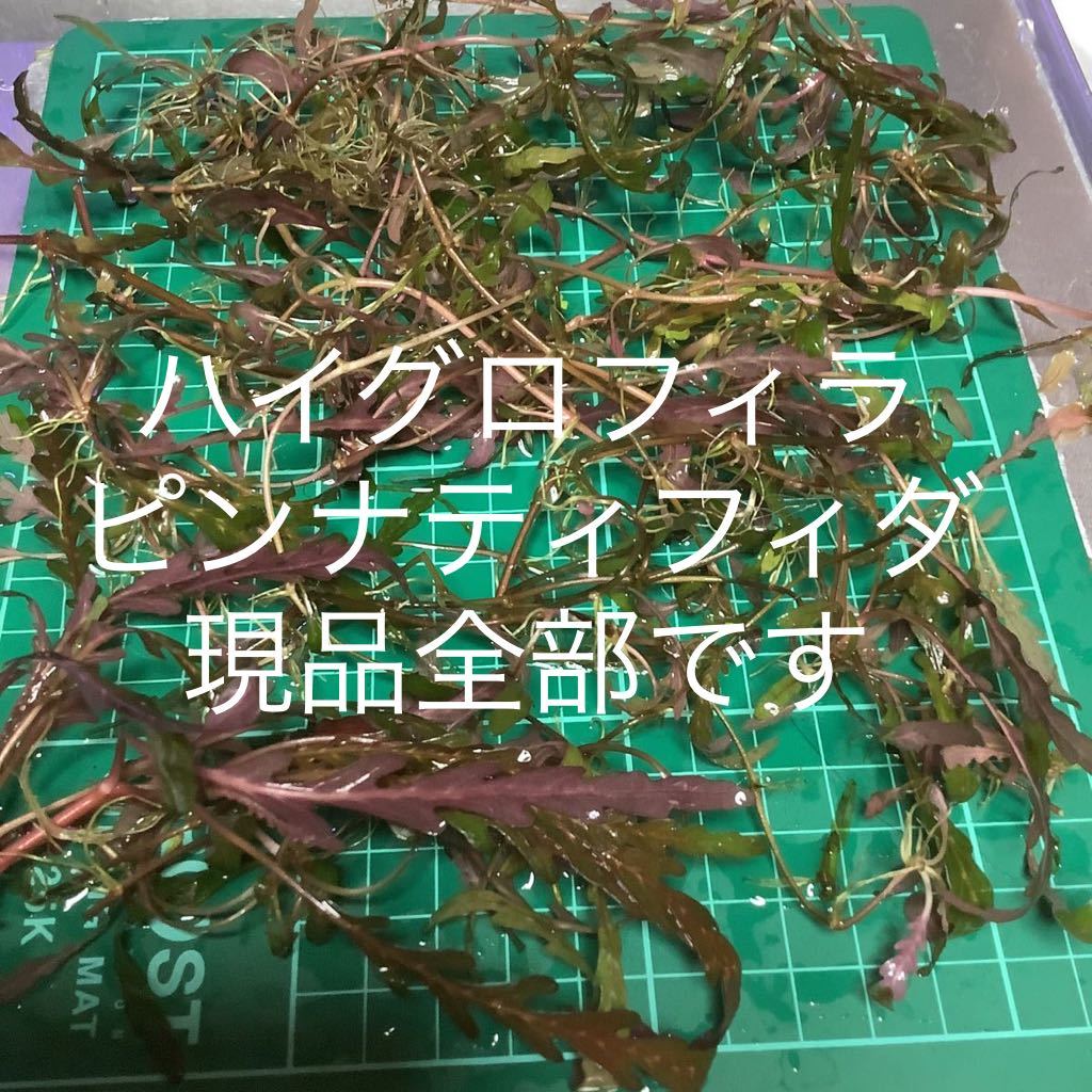 フィラガティス sp. 'WHITE SWORD'