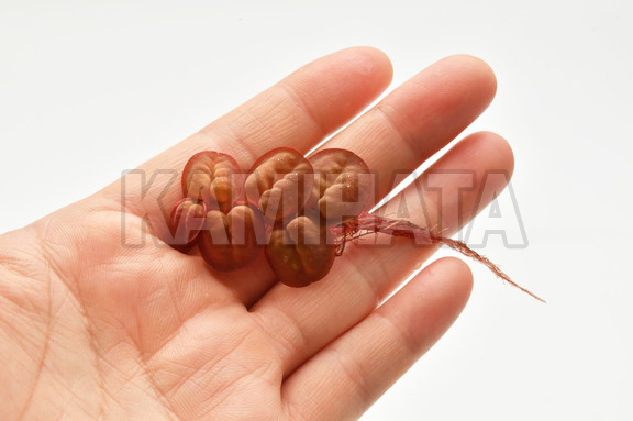 フィランサス フルイタンス