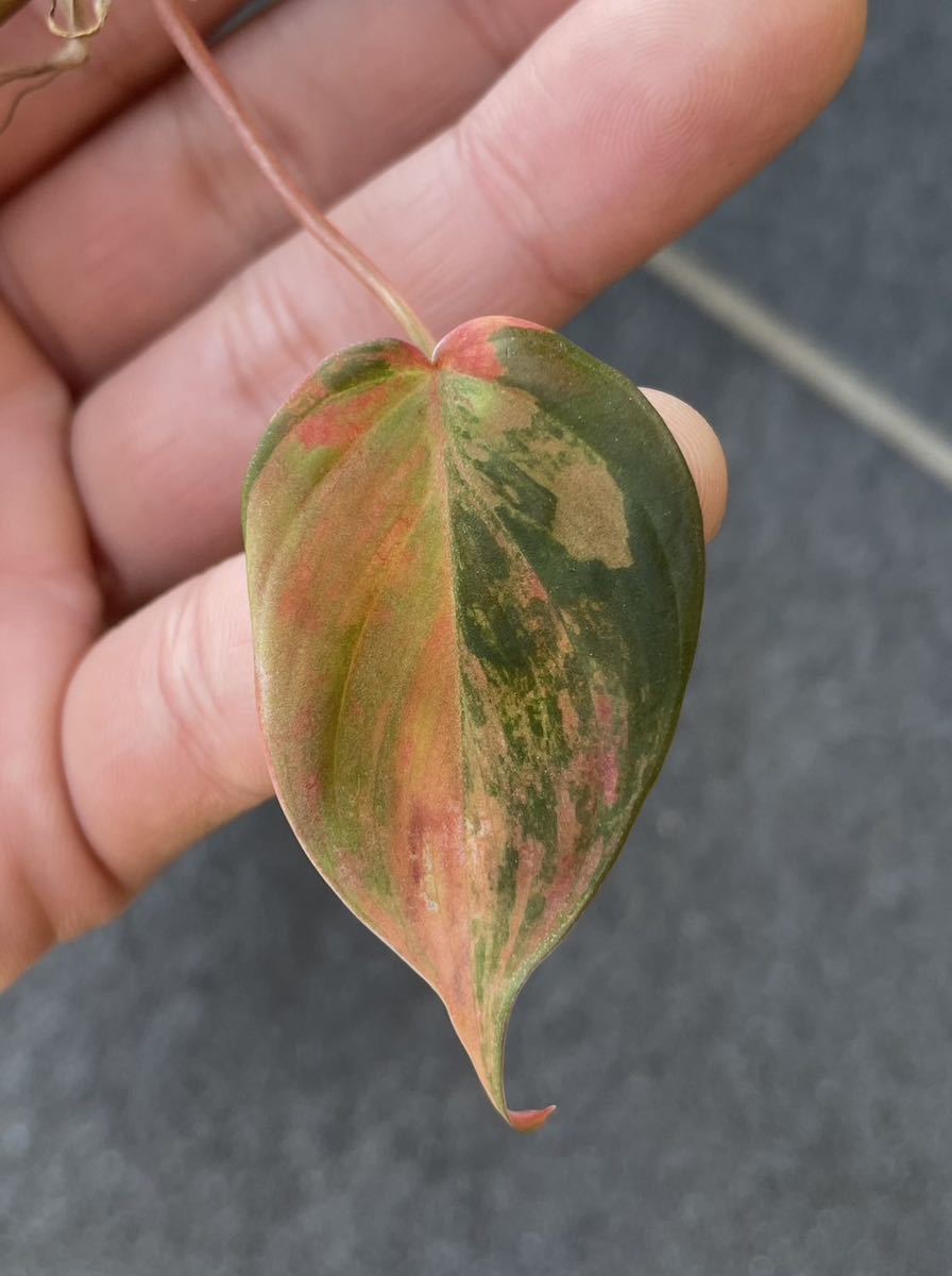 フィロデンドロン ’MICANS’