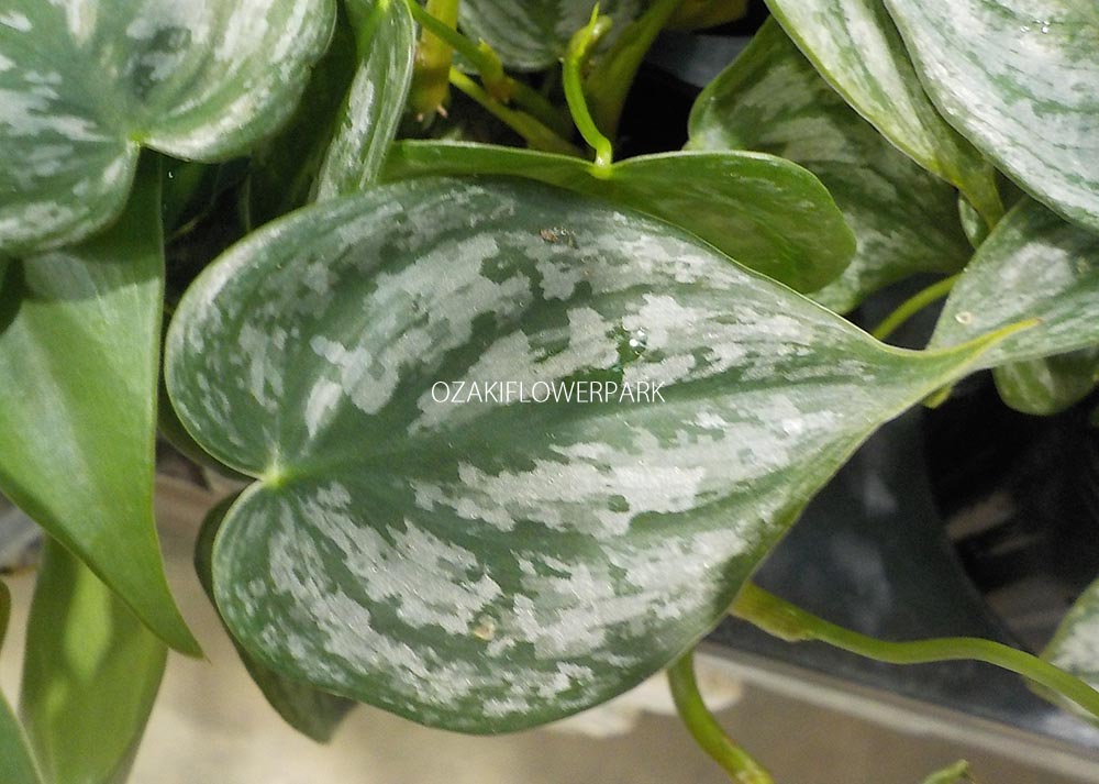 フィロデンドロン ブランティアナム