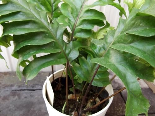 フレボシア 'ニコラスダイヤモンド'