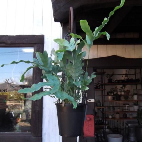 フレボディウム オーレウム 'ブルースター'