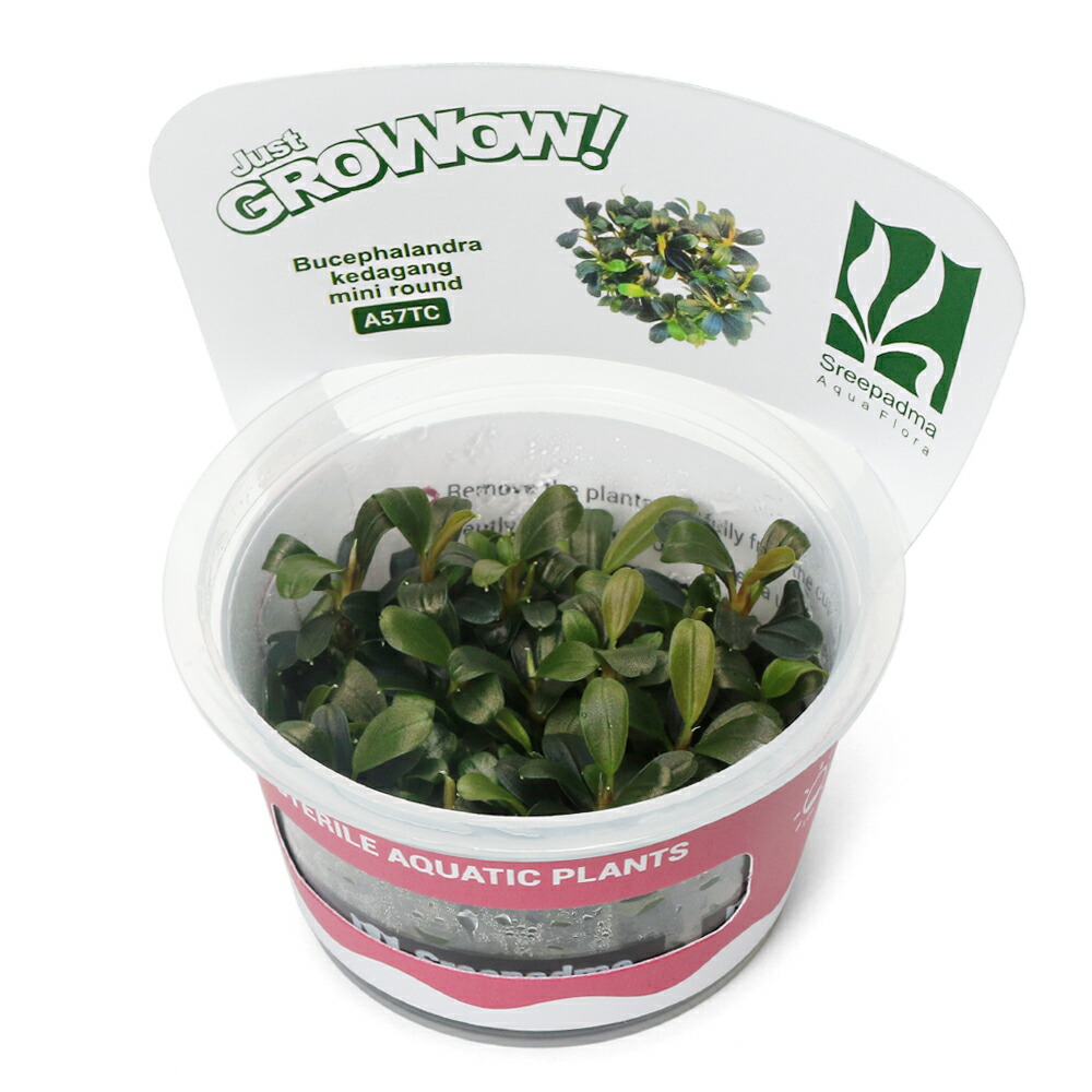 ブセファランドラ クダガンミニラウンド