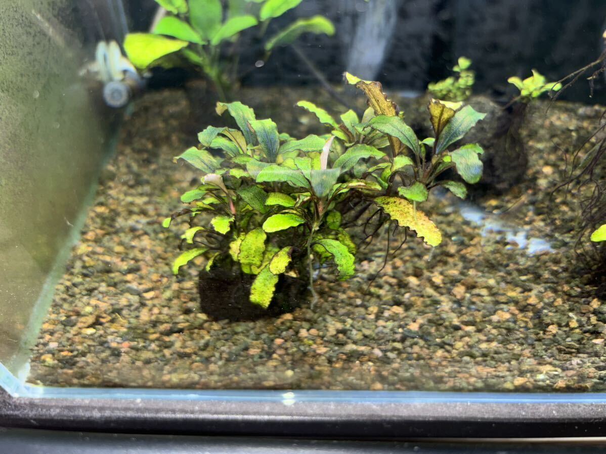 ブセファランドラ クダガンレッド