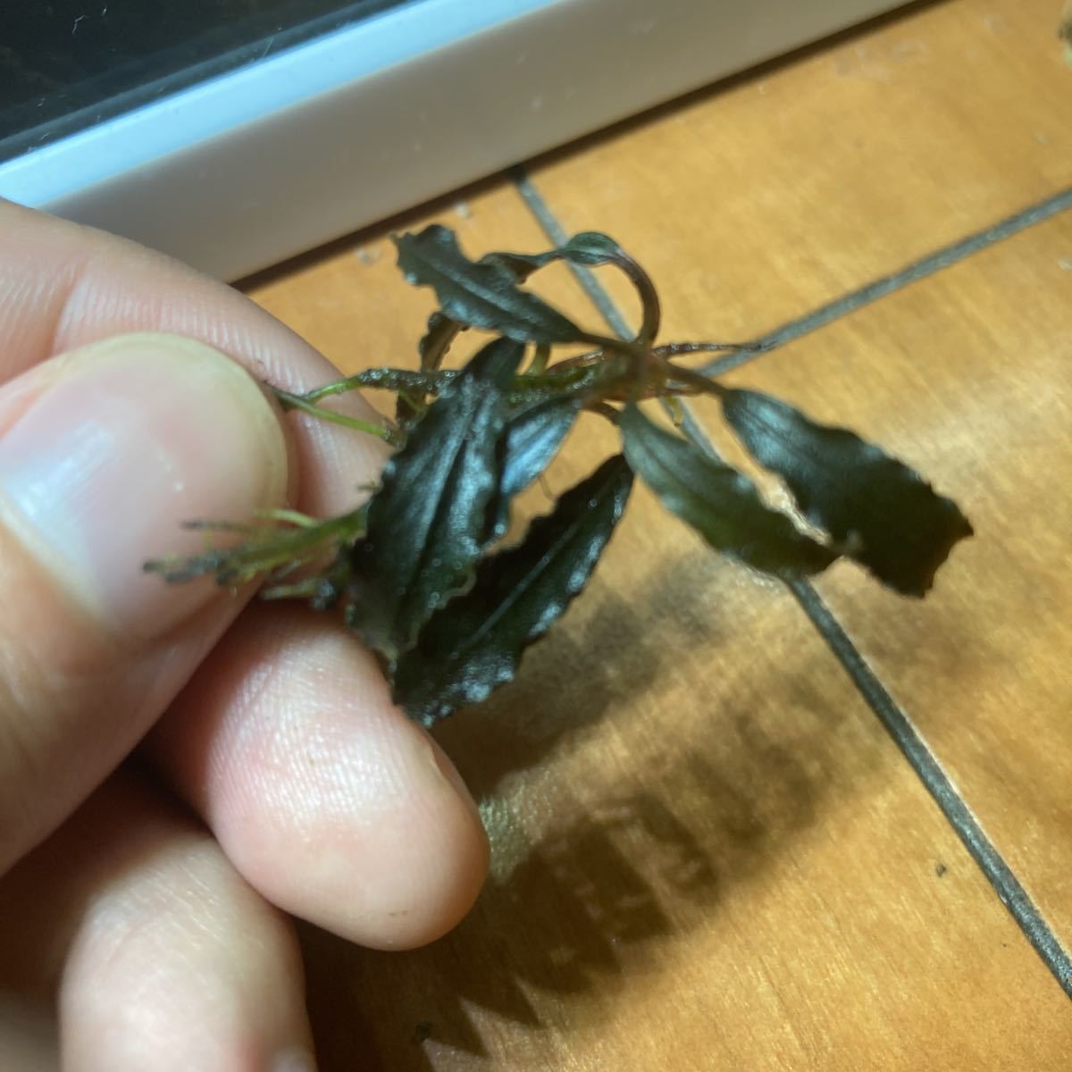 ブセファランドラ クダガン