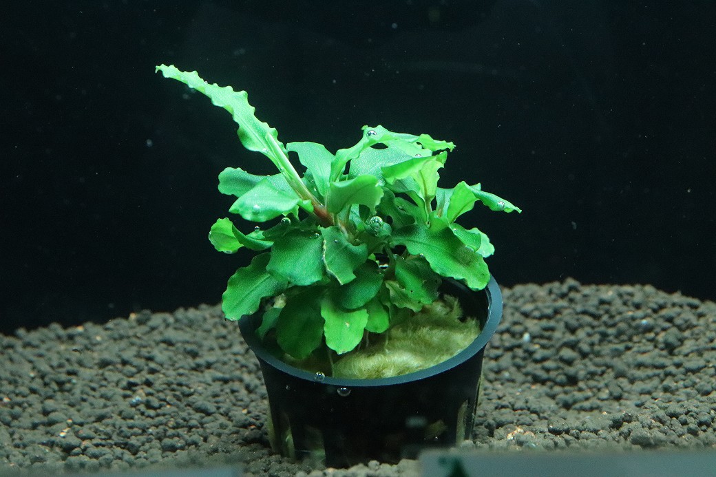 ブセファランドラ グリーンウェイビー