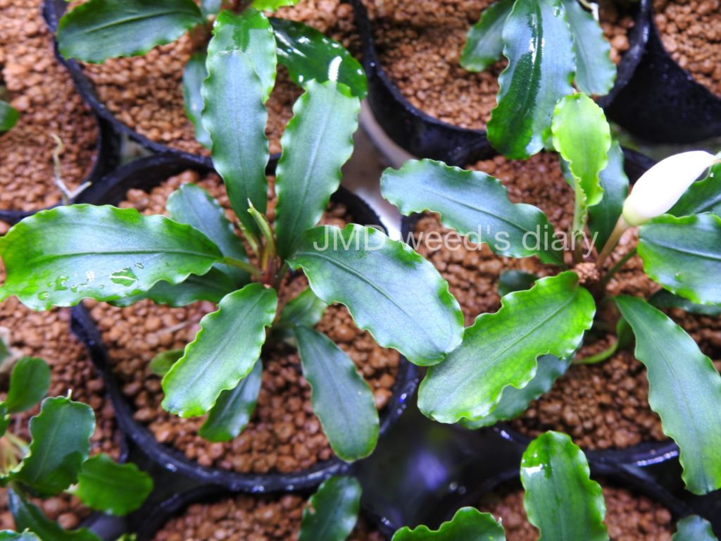 ブセファランドラ グリーンベルベット