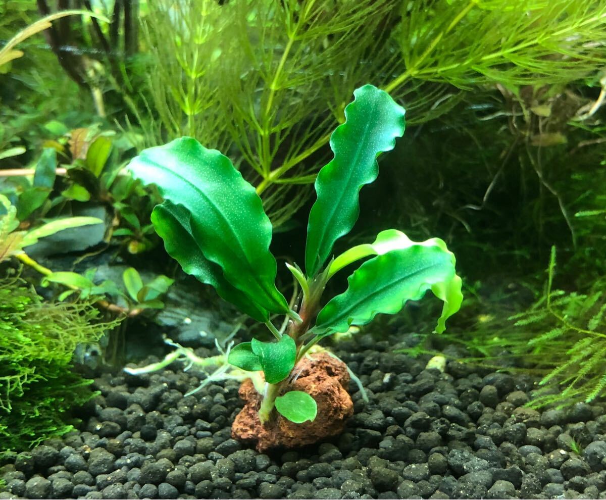 ブセファランドラ グリーン