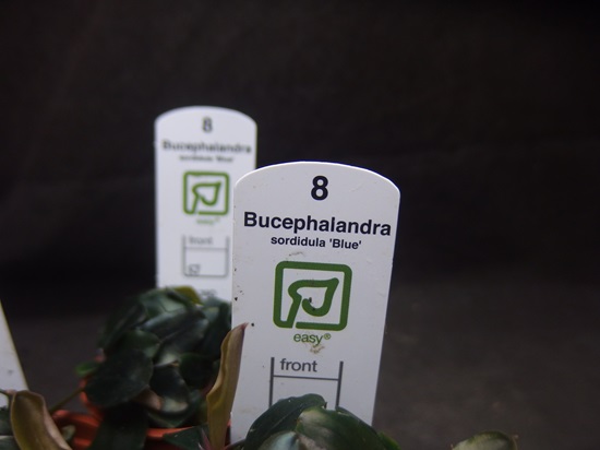 ブセファランドラ ソルディデュラ ブルー