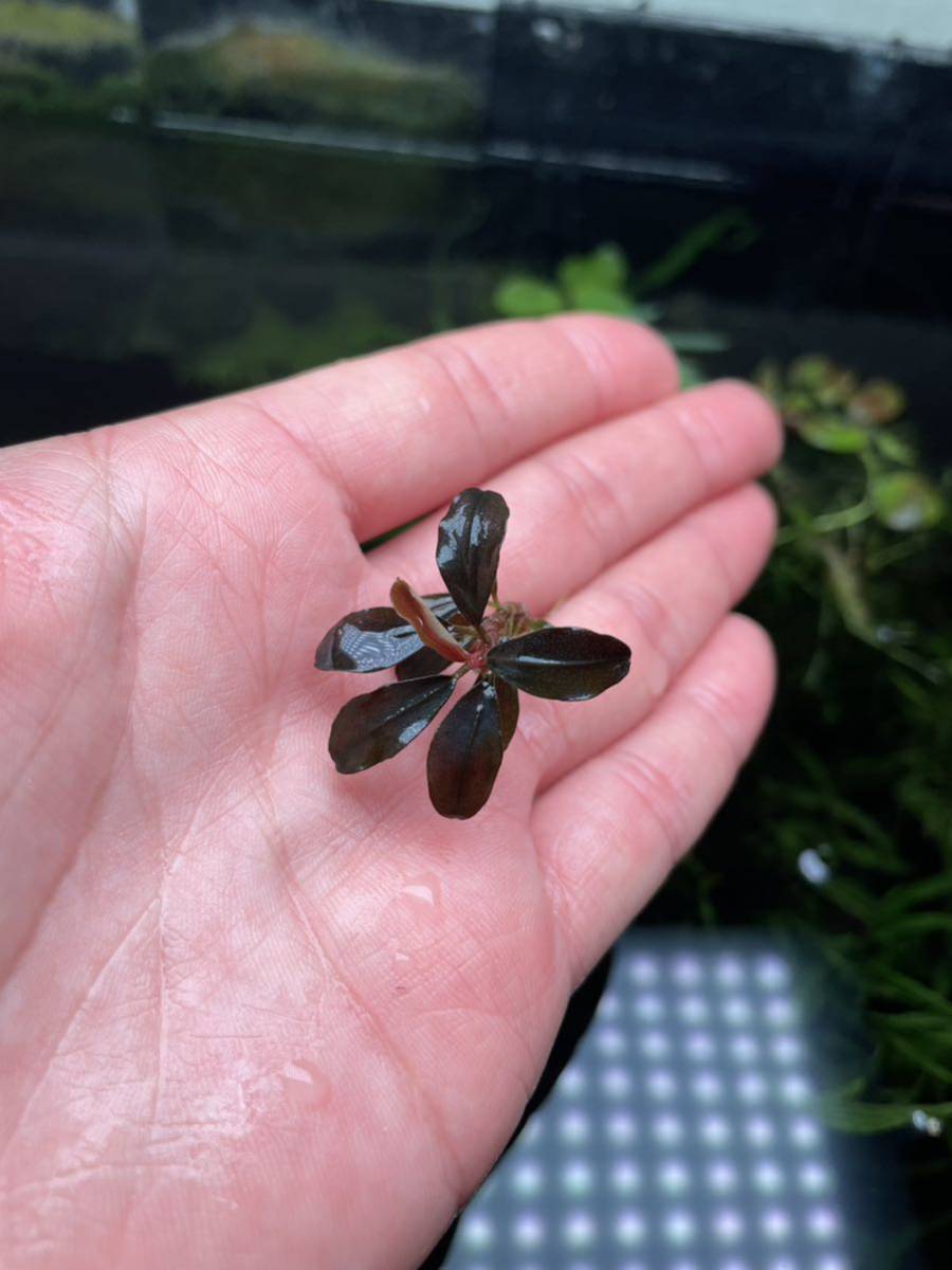 ブセファランドラ テイア