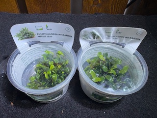 ブセファランドラ ニードルリーフ