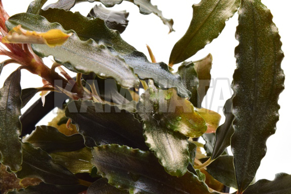 ブセファランドラ ビブリス AL